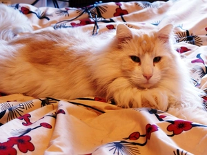 Bedding, kitten, Norwegian Forest Cat