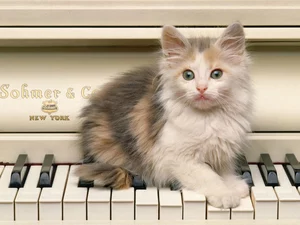 kitten, piano