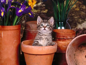 kitten, pot
