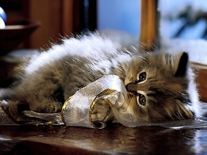 kitten, ribbon