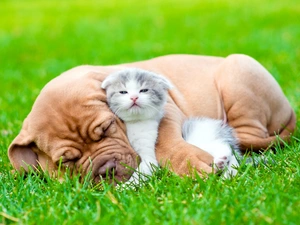 kitten, Dog de Bordeaux, grass, dream, Scottish Fold, small