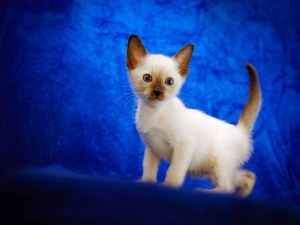 siamese, Blue, background, kitten