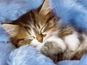 sleepy, Blue, Fur, kitten