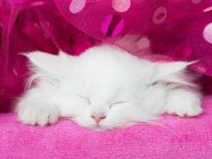 kitten, White, sleepy