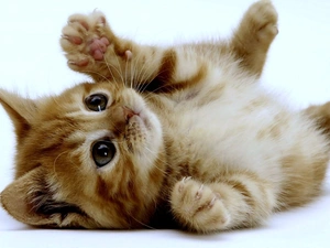 kitten, amused, small