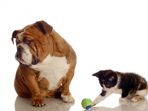 the ball, Buldog, kitten, dog, small