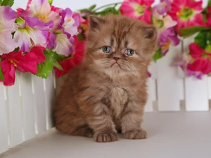 Hurdle, Persian Cat, kitten, Flowers, small