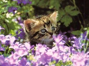 small, purple, Flowers, kitten