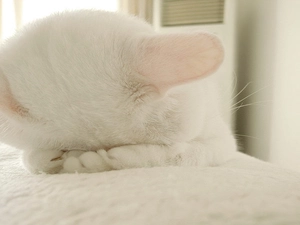 kitten, crying, White