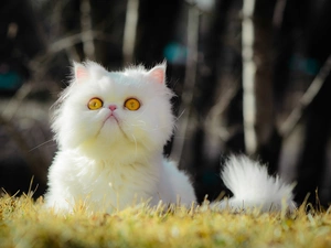 White, kitten, Yellow Eyelets, persian