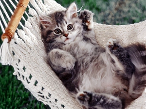 kitty, Hammock