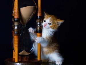 kitty, hourglass