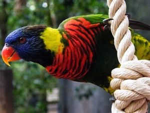 knot, parrot, string