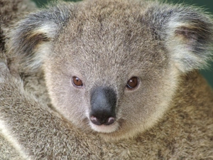 Koala