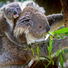 bear, trees, Leaf, Koala