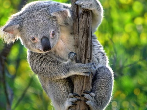 branch, teddy bear, Koala