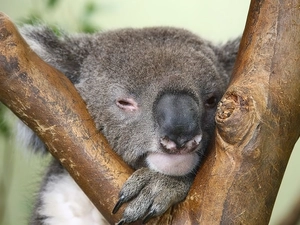 Koala, dream
