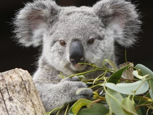 Leaf, teddy bear, Koala