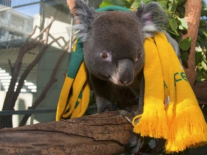 Scarf, teddy bear, Koala