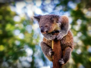 Koala, trees
