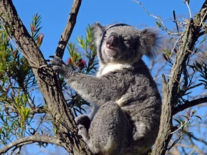 trees, teddy bear, Koala