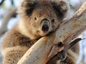trees, teddy bear, Koala