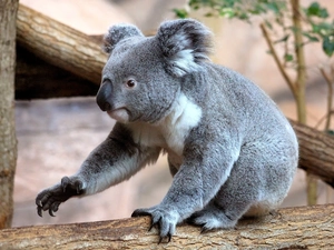 trees, teddy bear, Koala