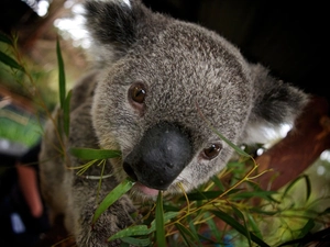 trees, teddy bear, Koala