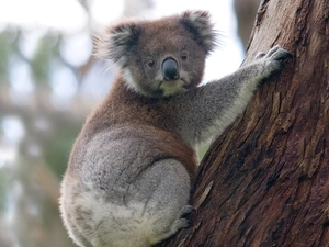 trees, teddy bear, Koala
