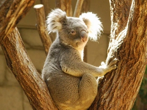 Koala, trees