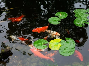 Pond - car, carp, Koi