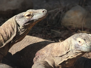 Komodo Dragons