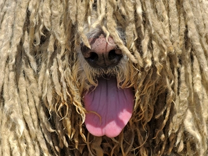 Komondora, nose, Tounge