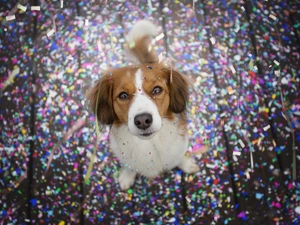 dog, Kooikerhondje, confetti, Alpine Dutch