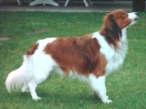 adult, Kooikerhondje, grass, Alpine Dutch