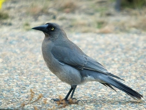 Bird, dark, feather, Kurawonga