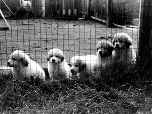 puppies, Shepherd Hungarian Kuvasz
