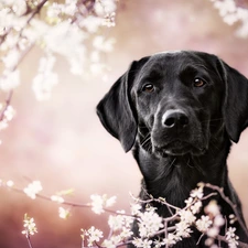 Flourished, Twigs, dog, Labrador Retriever, Black