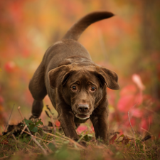 chocolate, dog, Labrador Retriever