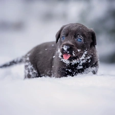 winter, snow, Puppy, Labrador Retriever, dog