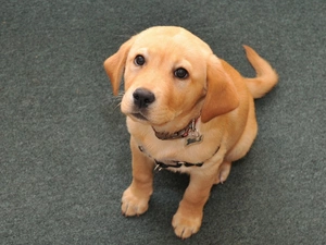 Sponge, dog-collar, Labrador Retriever, doggy