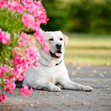 Flowers, dog, Labrador Retriever