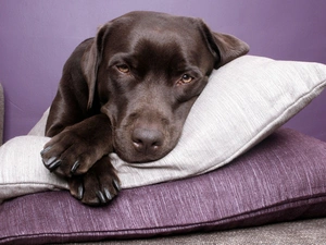 Labrador, pillows