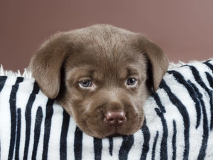 Labrador, dog, puppie
