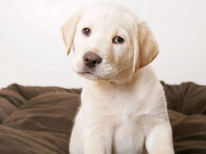 Labrador Retriever, Puppy