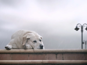 dog, Labrador, Rain, sad, Stairs