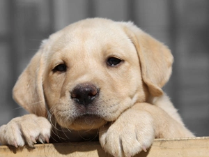 Labrador Retriever