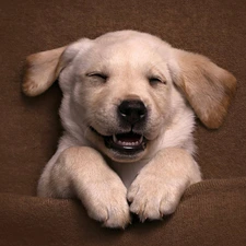 dog, Labrador Retriever, dream, Puppy