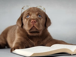 Book, Glasses, Puppy, Labrador Retriever, sad