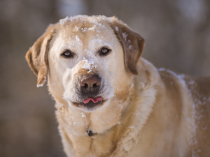 Labrador Retriever, snow